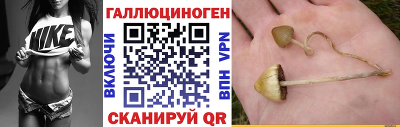Купить  Верещагино  Галлюциногенные грибы Psilocybe 